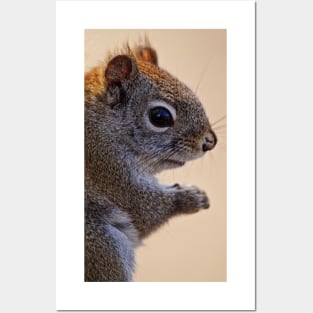 Red Squirrel Posters and Art